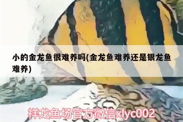 小的金龍魚很難養(yǎng)嗎(金龍魚難養(yǎng)還是銀龍魚難養(yǎng))