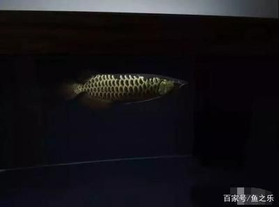龍魚15度能活嗎,15度水溫對龍魚來說是致命的,龍魚冬季養(yǎng)護(hù)技巧 龍魚百科 第3張 龍魚15度能活嗎,15度水溫對龍魚來說是致命的,龍魚冬季養(yǎng)護(hù)技巧 龍魚15度能活嗎,15度水溫對龍魚來說是致命的,龍魚冬季養(yǎng)護(hù)技巧 龍魚百科 第3張
