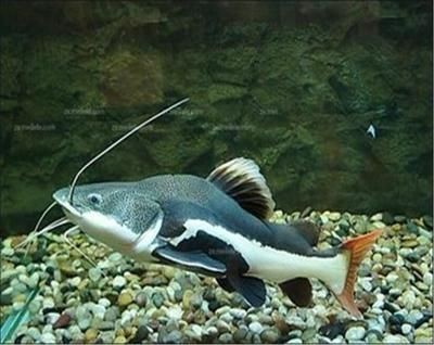 龍魚15度能活嗎,15度水溫對龍魚來說是致命的,龍魚冬季養(yǎng)護(hù)技巧 龍魚百科 第4張 龍魚15度能活嗎,15度水溫對龍魚來說是致命的,龍魚冬季養(yǎng)護(hù)技巧 龍魚15度能活嗎,15度水溫對龍魚來說是致命的,龍魚冬季養(yǎng)護(hù)技巧 龍魚百科 第4張