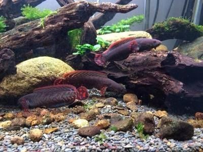 龍魚15度能活嗎,15度水溫對龍魚來說是致命的,龍魚冬季養(yǎng)護(hù)技巧 龍魚百科 第6張 龍魚15度能活嗎,15度水溫對龍魚來說是致命的,龍魚冬季養(yǎng)護(hù)技巧 龍魚15度能活嗎,15度水溫對龍魚來說是致命的,龍魚冬季養(yǎng)護(hù)技巧 龍魚百科 第6張