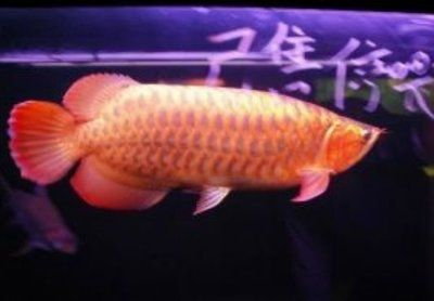 揚州龍魚vs祥龍魚場（揚州龍魚與祥龍魚場的區別）