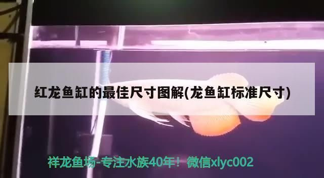 養紅龍魚缸最低標準