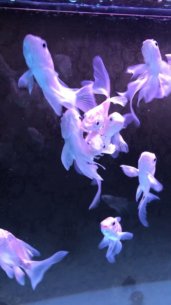 雙側