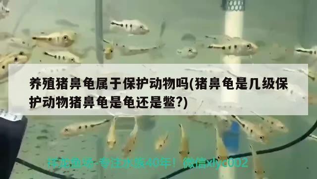 養殖豬鼻龜屬于保護動物嗎(豬鼻龜是幾級保護動物豬鼻龜是龜還是鱉?) 養殖豬鼻龜屬于保護動物嗎(豬鼻龜是幾級保護動物豬鼻龜是龜還是鱉?) 豬鼻龜百科