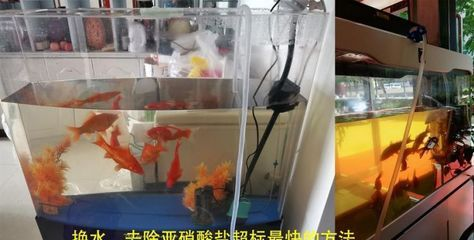 養(yǎng)紅龍魚缸放鹽嗎：養(yǎng)紅龍魚時，是否在魚缸中放鹽
