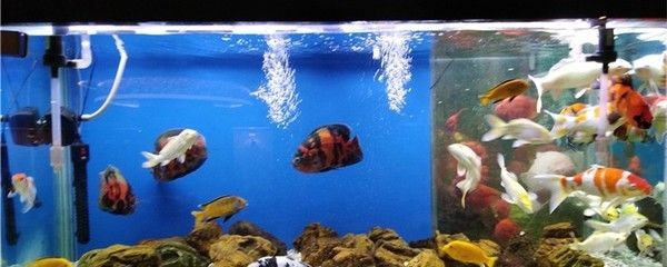 養(yǎng)紅龍魚缸放鹽嗎：養(yǎng)紅龍魚時，是否在魚缸中放鹽