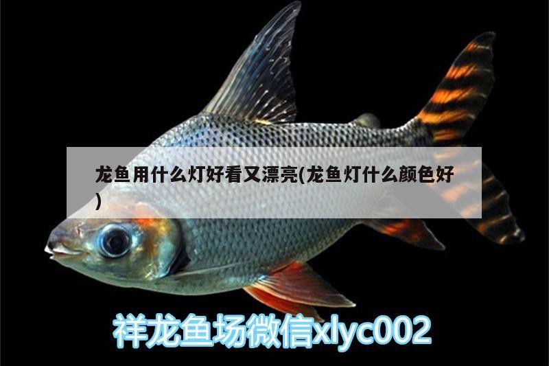 龍魚用什么燈好看又漂亮(龍魚燈什么顏色好)
