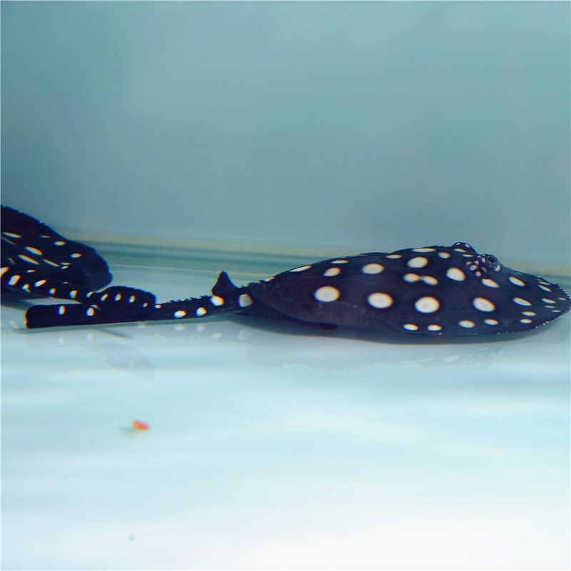 黑白魟魚怎么分公母：如何區(qū)分黑白魟魚公母 黑白魟魚怎么分公母：如何區(qū)分黑白魟魚公母 魟魚百科 第1張