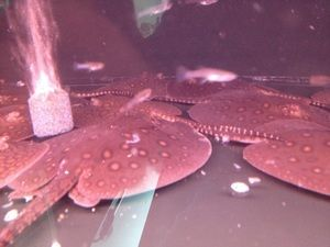 黑白魟魚怎么分公母：如何區(qū)分黑白魟魚公母 黑白魟魚怎么分公母：如何區(qū)分黑白魟魚公母 魟魚百科 第2張
