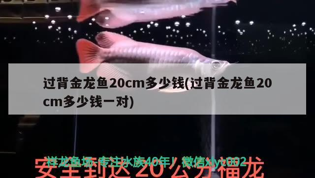 過背金龍魚20cm多少錢(過背金龍魚20cm多少錢一對)