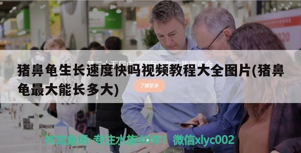 豬鼻龜生長速度快嗎視頻教程大全圖片(豬鼻龜最大能長多大)