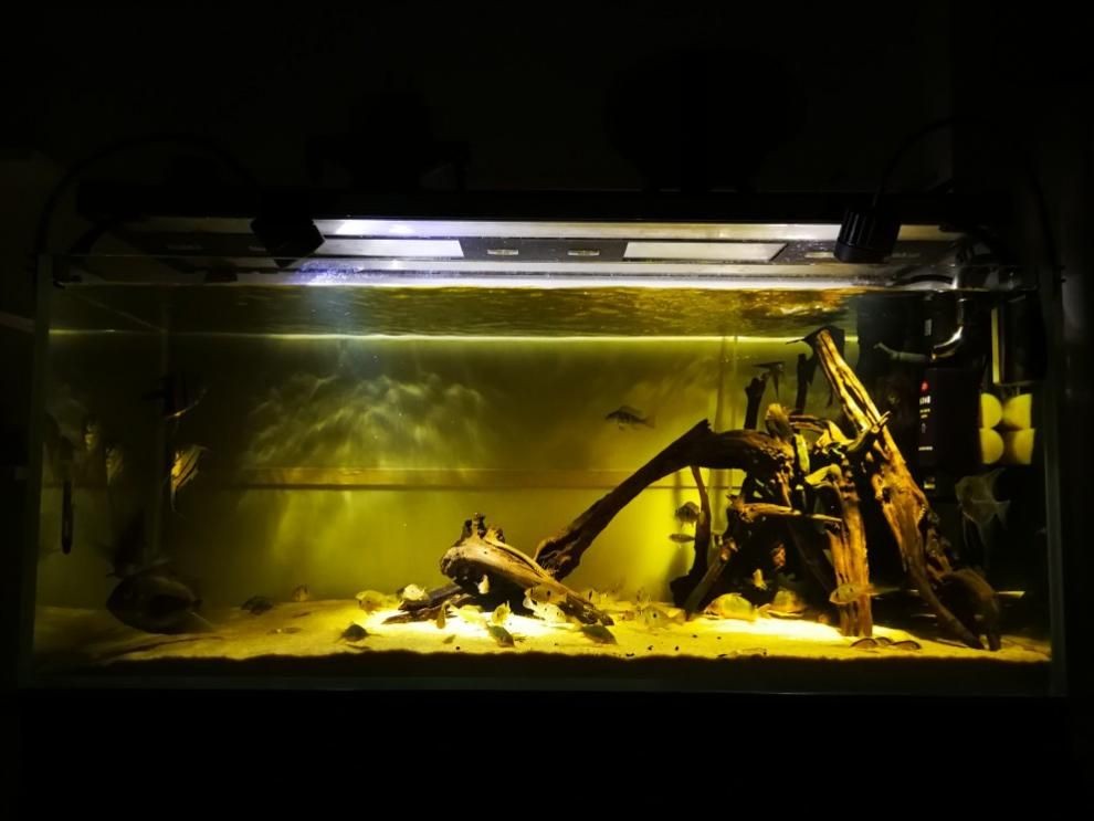 便宜的異型魚缸多少錢:如何選擇一個便宜的異型魚缸 魚缸百科 第4張 便宜的異型魚缸多少錢:如何選擇一個便宜的異型魚缸 便宜的異型魚缸多少錢:如何選擇一個便宜的異型魚缸 魚缸百科 第4張