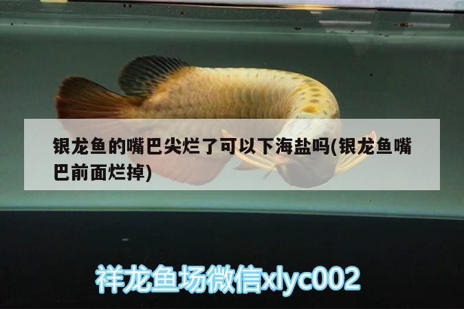銀龍魚的嘴巴尖爛了可以下海鹽嗎(銀龍魚嘴巴前面爛掉)