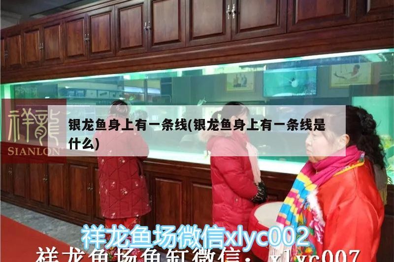 銀龍魚身上有一條線(銀龍魚身上有一條線是什么)
