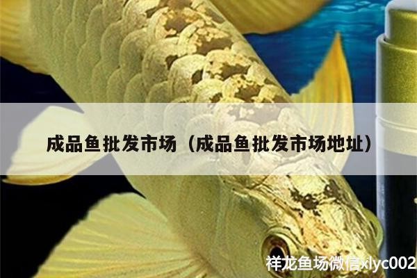 成品魚批發市場（成品魚批發市場地址）
