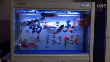 能和龍魚混養