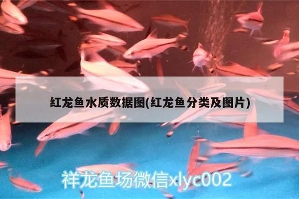 紅龍魚水質數據查詢