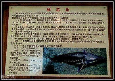 龍魚吃什么有營養(yǎng)價值：龍魚吃什么好