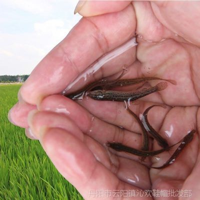 鶴崗龍魚vs祥龍魚場(探討鶴崗龍魚與祥龍魚場之間的差異) 全國水族館企業名錄 第2張 鶴崗龍魚vs祥龍魚場(探討鶴崗龍魚與祥龍魚場之間的差異) 鶴崗龍魚vs祥龍魚場(探討鶴崗龍魚與祥龍魚場之間的差異) 全國水族館企業名錄 第2張