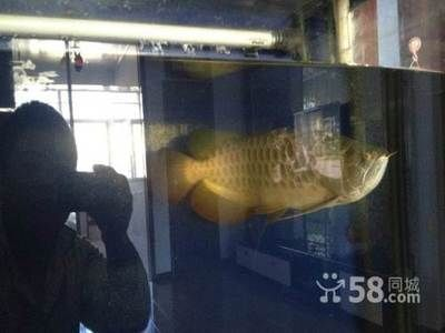 鶴崗龍魚vs祥龍魚場(探討鶴崗龍魚與祥龍魚場之間的差異) 全國水族館企業名錄 第3張 鶴崗龍魚vs祥龍魚場(探討鶴崗龍魚與祥龍魚場之間的差異) 鶴崗龍魚vs祥龍魚場(探討鶴崗龍魚與祥龍魚場之間的差異) 全國水族館企業名錄 第3張