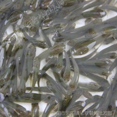鶴崗龍魚vs祥龍魚場(探討鶴崗龍魚與祥龍魚場之間的差異) 全國水族館企業名錄 第5張 鶴崗龍魚vs祥龍魚場(探討鶴崗龍魚與祥龍魚場之間的差異) 鶴崗龍魚vs祥龍魚場(探討鶴崗龍魚與祥龍魚場之間的差異) 全國水族館企業名錄 第5張