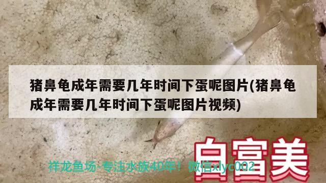 白子龍魚和白化龍魚哪個更稀有，白子龍魚和白化龍魚哪個更稀有，如何鑒別真假白子龍魚