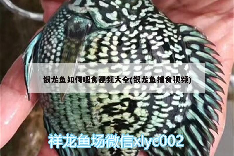 銀龍魚如何喂食視頻大全(銀龍魚捕食視頻)