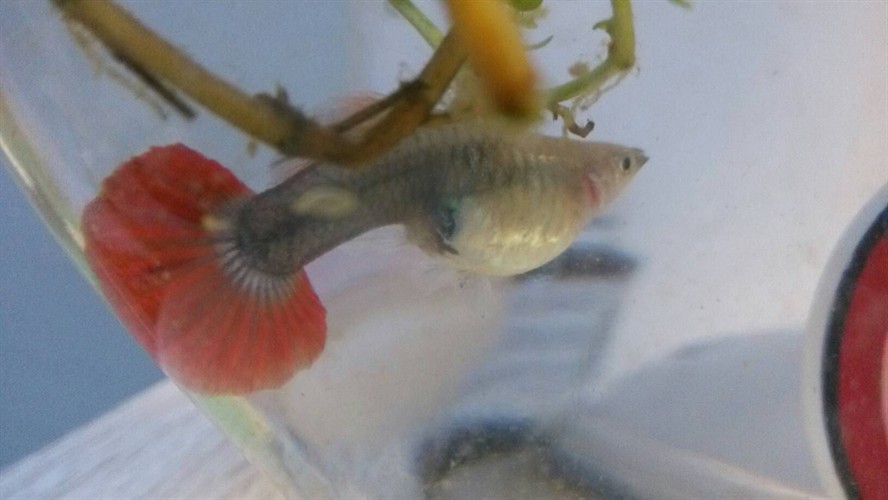 紅龍魚吃泥鰍拉黑屎