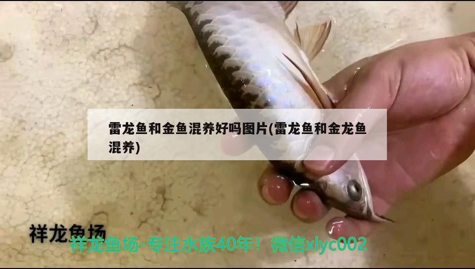 雷龍魚和金魚混養好嗎圖片(雷龍魚和金龍魚混養)