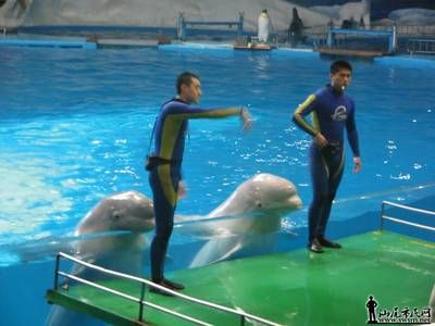 汕尾水族館vs祥龍魚場（汕尾水族館與祥龍魚場的區別）