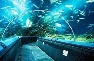 汕尾水族館vs祥龍魚場（汕尾水族館與祥龍魚場的區別）