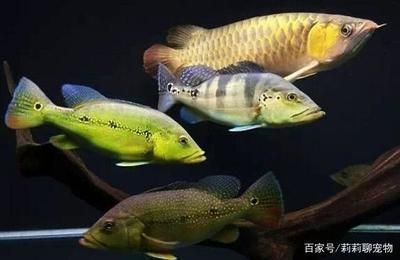 魟魚常見疾病預防：如何預防魟魚患病