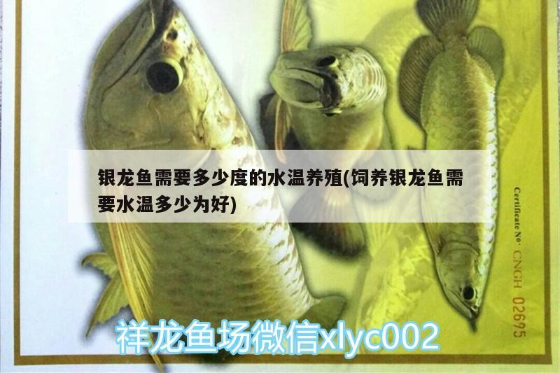 銀龍魚需要多少度的水溫養(yǎng)殖(飼養(yǎng)銀龍魚需要水溫多少為好)