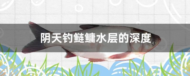 陰天釣鰱鳙水層的深度 陰天釣鰱鳙水層的深度 馬來西亞咖啡 第1張