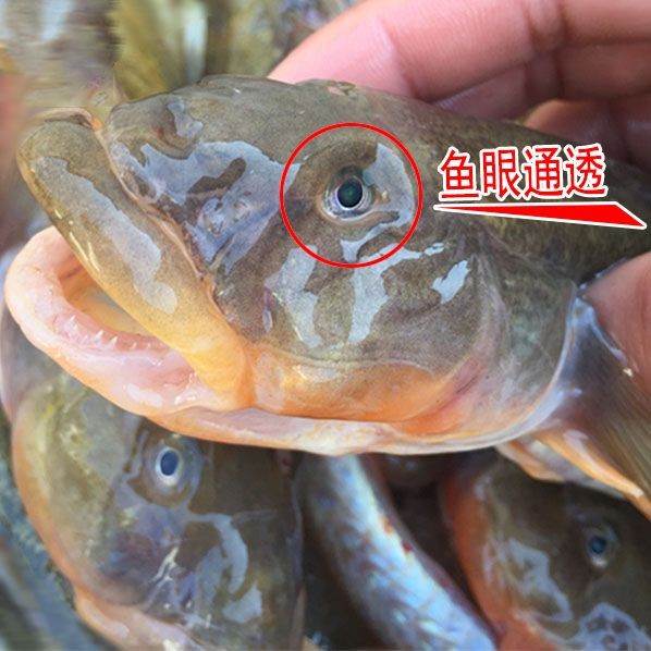連云港龍魚vs祥龍魚場（關(guān)于連云港龍魚和祥龍魚場的信息） 連云港龍魚vs祥龍魚場（關(guān)于連云港龍魚和祥龍魚場的信息） 全國水族館企業(yè)名錄 第4張