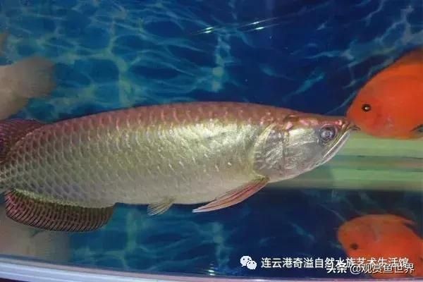 連云港龍魚vs祥龍魚場（關(guān)于連云港龍魚和祥龍魚場的信息） 連云港龍魚vs祥龍魚場（關(guān)于連云港龍魚和祥龍魚場的信息） 全國水族館企業(yè)名錄 第6張