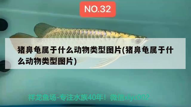 豬鼻龜屬于什么動(dòng)物類型圖片(豬鼻龜屬于什么動(dòng)物類型圖片)