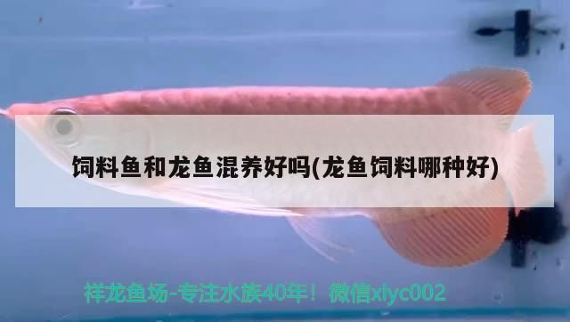 龍魚飼料魚怎么養(yǎng)好vs祥龍魚場(chǎng)：祥龍魚場(chǎng)龍魚飼料魚養(yǎng)殖技術(shù) 龍魚飼料魚怎么養(yǎng)好vs祥龍魚場(chǎng)：祥龍魚場(chǎng)龍魚飼料魚養(yǎng)殖技術(shù) vs祥龍魚場(chǎng) 第2張