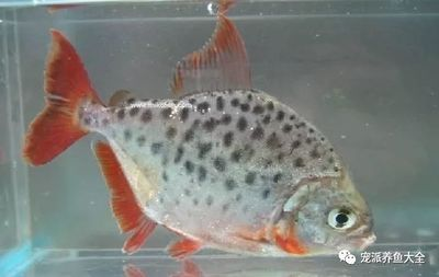 虎魚眼睛內白色的眼珠發黃：如何處理虎魚眼睛內白色的眼珠發黃 虎魚眼睛內白色的眼珠發黃：如何處理虎魚眼睛內白色的眼珠發黃 虎魚百科 第2張