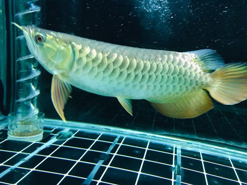 森森魚缸真假 森森魚缸真假 森森魚缸 第1張