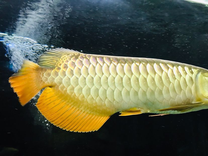 森森魚缸真假 森森魚缸真假 森森魚缸 第2張