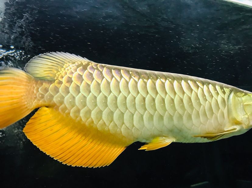 森森魚缸真假 森森魚缸真假 森森魚缸 第3張