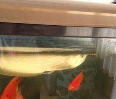 龍魚多少度會被凍死呢
