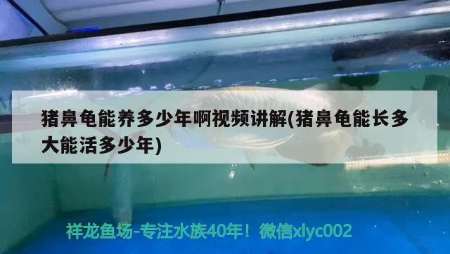 豬鼻龜能養多少年啊視頻講解(豬鼻龜能長多大能活多少年)
