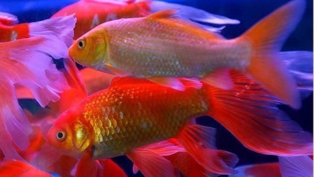 如何鑒別龍魚(yú)被壓過(guò)vs祥龍魚(yú)場(chǎng)：如何鑒別龍魚(yú)被壓過(guò)
