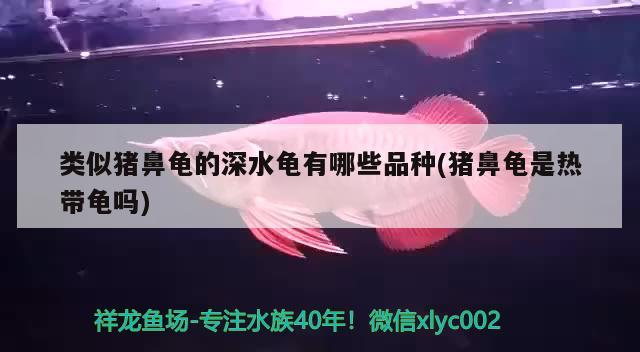 類似豬鼻龜的深水龜有哪些品種(豬鼻龜是熱帶龜嗎)