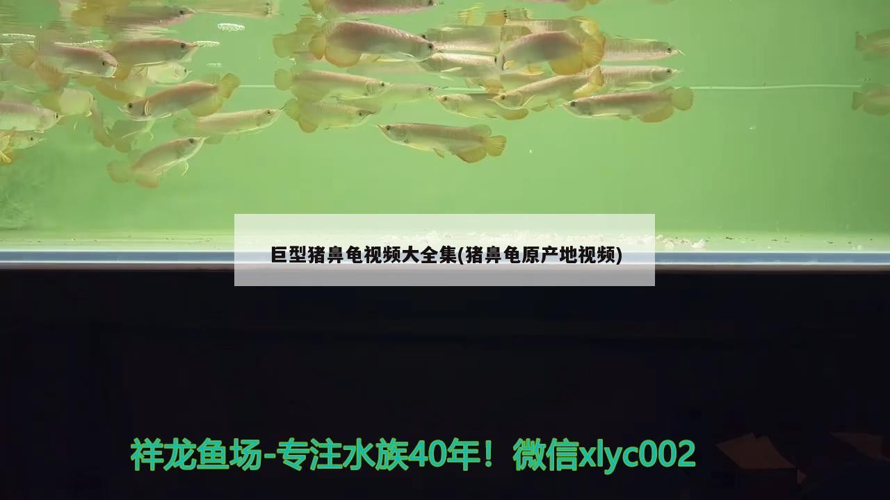 巨型豬鼻龜視頻大全集(豬鼻龜原產地視頻)
