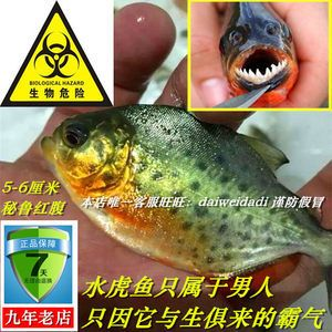 虎魚危險嗎：世界上最危險的魚類之一，能攻擊人類和鱷魚身上的肉