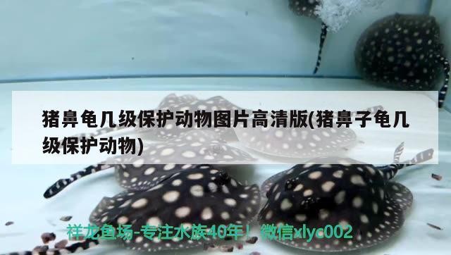 豬鼻龜幾級(jí)保護(hù)動(dòng)物圖片高清版(豬鼻子龜幾級(jí)保護(hù)動(dòng)物)