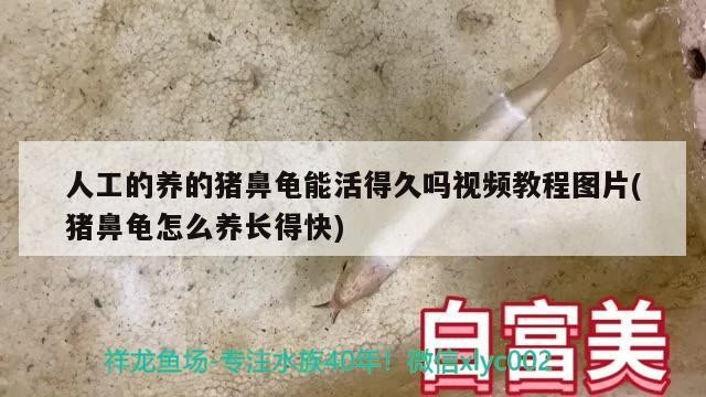 人工的養的豬鼻龜能活得久嗎視頻教程圖片(豬鼻龜怎么養長得快) 人工的養的豬鼻龜能活得久嗎視頻教程圖片(豬鼻龜怎么養長得快) 豬鼻龜百科